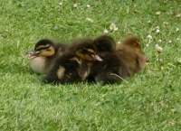 Ducks