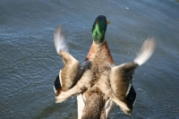 Check flaps