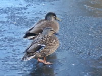 Cold feet