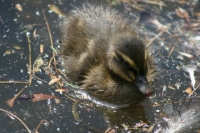 How cute is this?