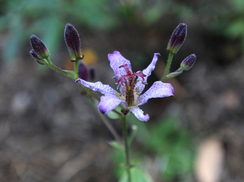 Astounding Recent History Creates Plant�s Common Name