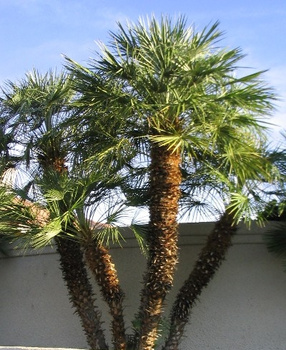 A Mediterranean look in a cool climate