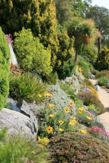 Choosing and caring for plants