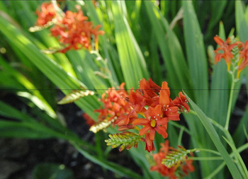 Crocosmia