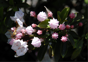 Kalmia latifolia