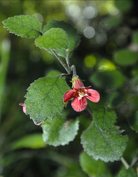 Rhadamanthus solarii