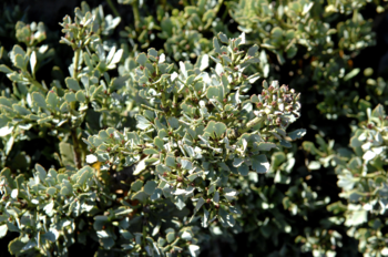 Branches Like Celery Leaflets