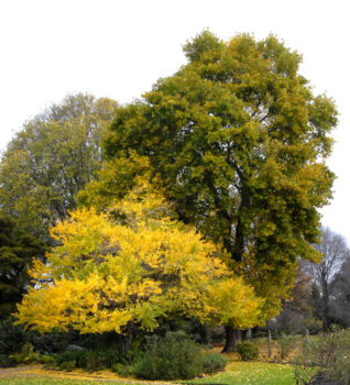 Ginkgo tree in foreground with tulip tree in background