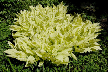 Freak Growth Provides Favourite Hosta