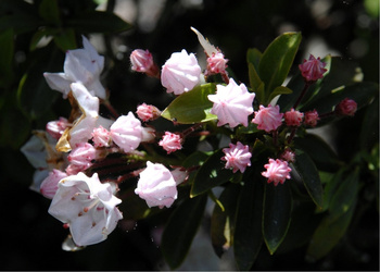 Dainty flower can pack a punch