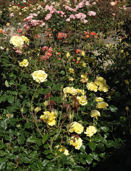 Summer Care of Roses