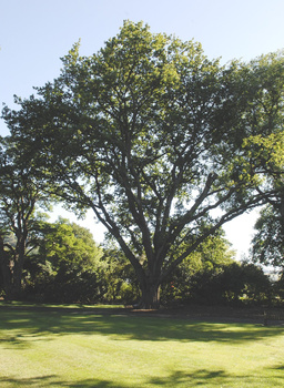 Royal Tree spans Three Centuries