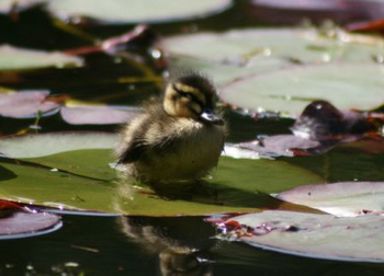 The Garden's ducks are popular attraction for all ages ...