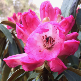 Rhododendron Day Plant Sale