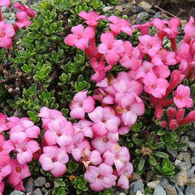 Otago Alpine Show