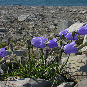 Where Alpines Meet the Sea