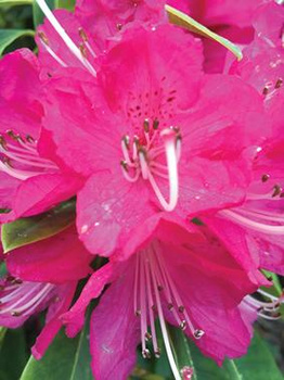 Rhododendron Day Plant Sale