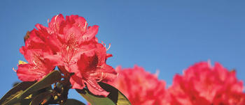 Rhododendron Day Plant Sale 2024