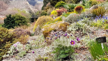 Curator tour - Rock Garden