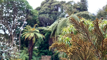 Curator Tour - Native Plant Collections Curator Tour - Native Plant Collections