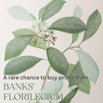 Banks Florilegium Original Art Prints